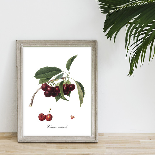 Plakat - botaniczna ilustracja WIŚNIA muybien