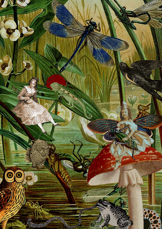 Amanita muscaria - Kola - plakat - wydruk