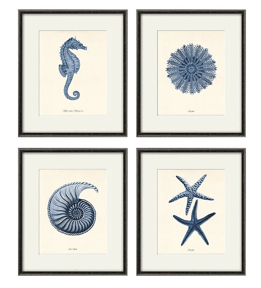 grafiki i ilustracje Zestaw 4 grafik  koralowiec reprodukcja morskie