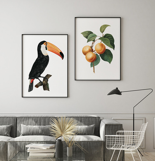 Zestaw plakatów - morela i Tukan HOG STUDIO