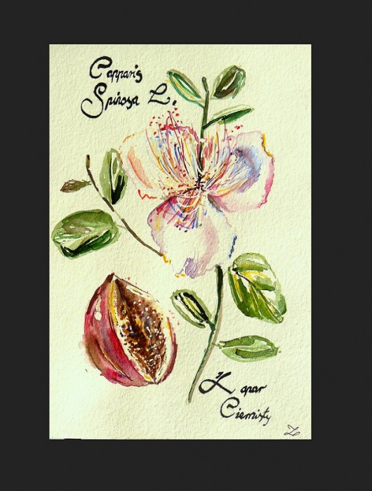 Capparis Spinosa L. czyli Kapar Ciernisty Camariera