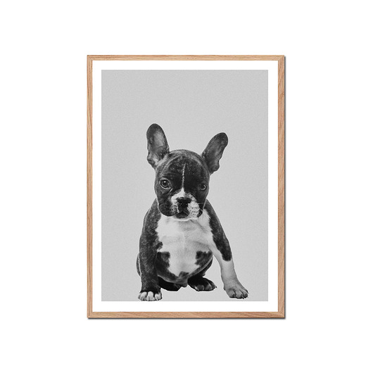 Plakat PIESEK muybien