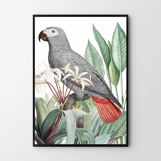 Papuga szara plakat - różne formaty HOG STUDIO