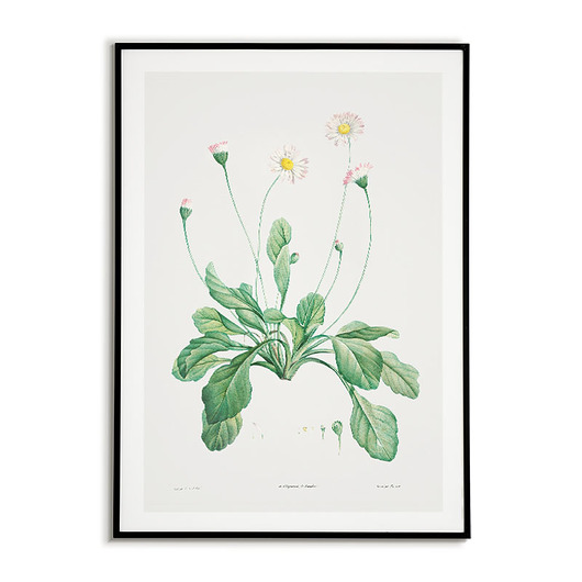 plakaty Plakat botaniczny GRAFIKA stokrotka Vintage