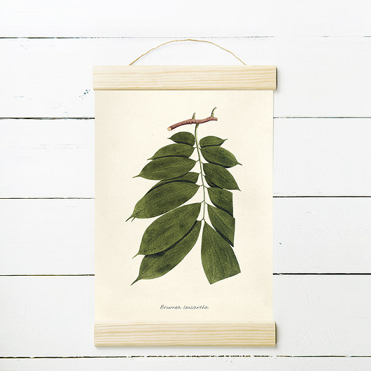 BROWNEA RYC.2 - rycina, plakat 21x30 cm MUKKO