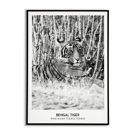 Tygrys Bengalski - Plakat z dzikimi zwierzętami Bajkowe Obrazki