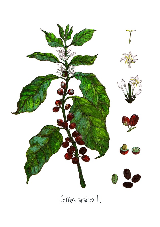 grafiki i ilustracje Kawa- Arabica- grafika na ścianę- ilustracja
