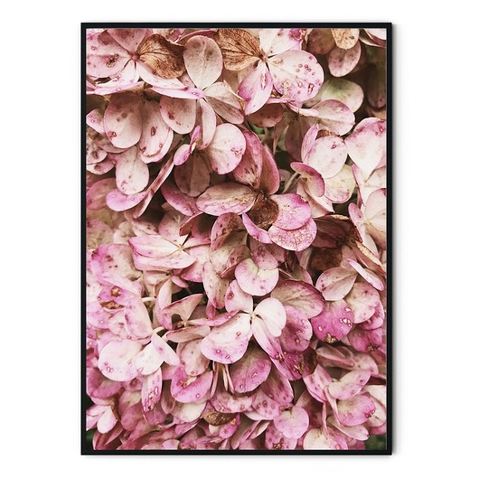 Plakat skandynawski botaniczny Hortensje myscandi