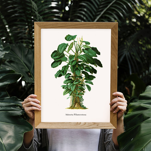 Plakat botaniczny Atimeta Filamentosa trochę na ścianę