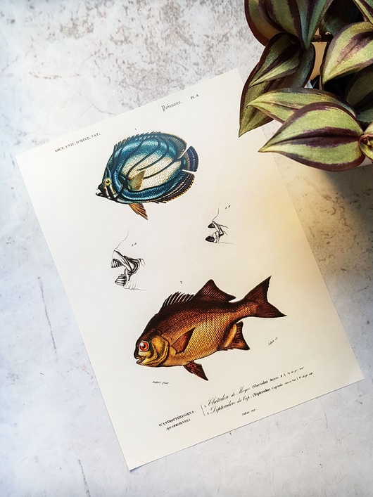 plakaty Plakat, Rycina Vintage - Ryby II