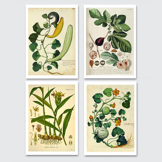 4 plakaty BOTANICA VINTAGE – reprint Poster Gallery Wall