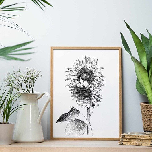 grafiki i ilustracje Słoneczniki 30x40  - grafika botaniczna