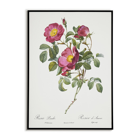 plakaty Rosa pumila - Plakat botaniczny - Retro