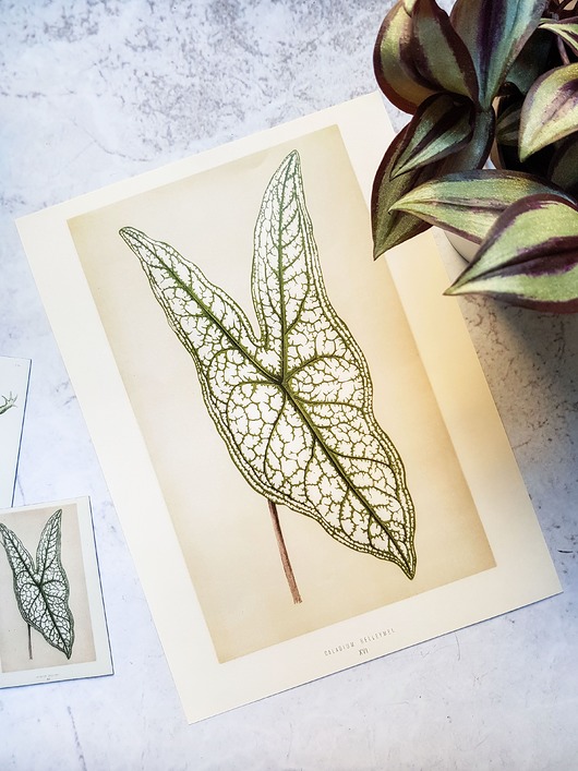 plakaty Plakat, Rycina Vintage - Liść, monstera