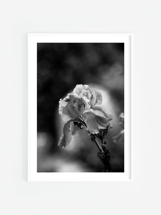 fotografia Irys
