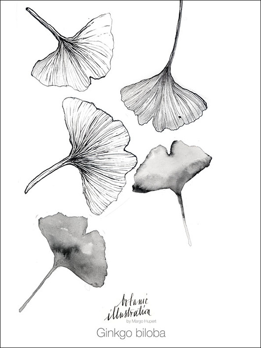 Ginkgo biloba |40x50 cm Margo Hupert