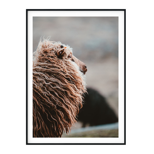 Plakat skandynawski botaniczny Sheep myscandi