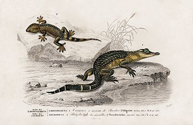 plakaty Aligator-i-jaszczurka-plakat-rycina