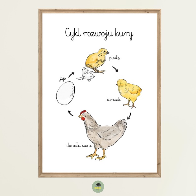 obrazy i plakaty do pokoju dziecięcego Plakat Edukacyjny Cykl życiowy rozwojowy Kury Ptaka Montessori dla dzieci