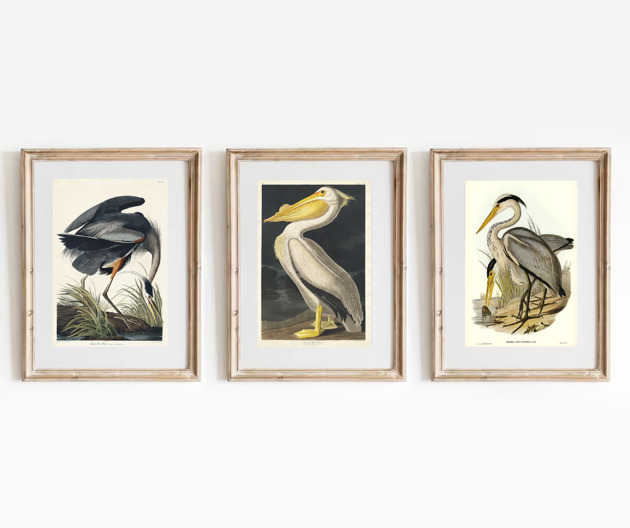 grafiki i ilustracje 3 PLAKATY ptaki z ptakami żuraw vintage