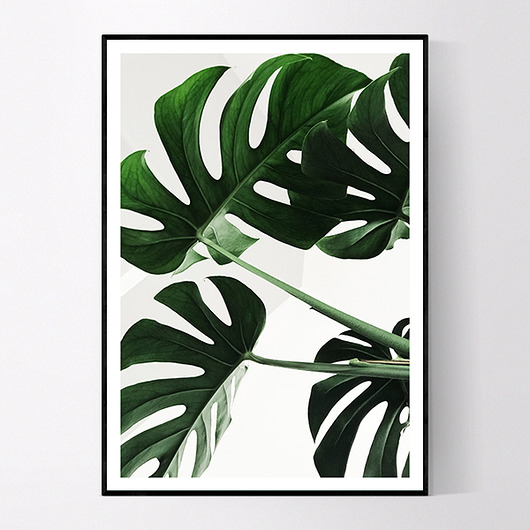Plakat Zielona monstera no.1 MUKKO