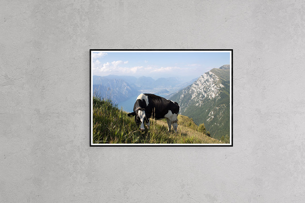 fotografia Krowa na Monte Baldo, Włochy 2017