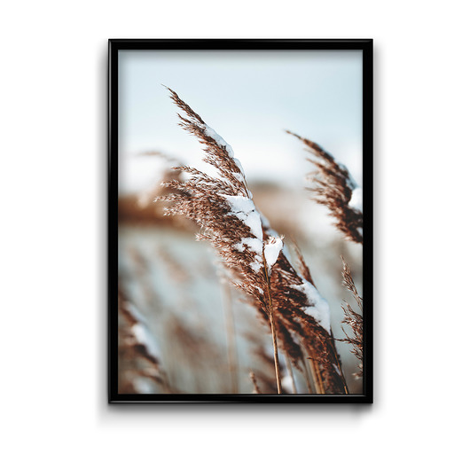 Plakat Zimowe trawy  Bury Lis