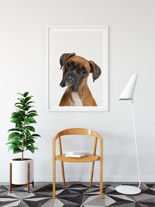 Plakat Boxer - 50x70cm ScandiMyLove