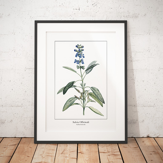 Plakat botaniczny Szałwia Lekarska trochę na ścianę