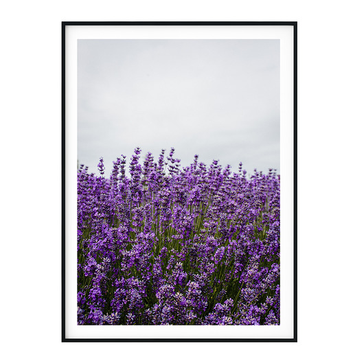 Plakat skandynawski Lawenda no. 2 myscandi