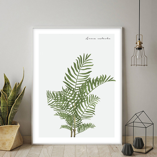 Plakat ARECA muybien