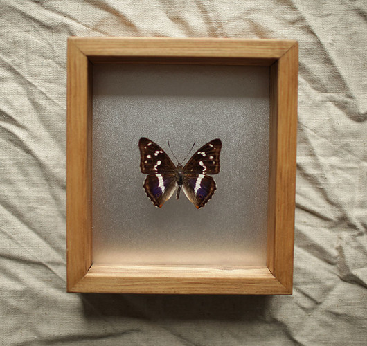 Prawdziwy motyl w gablocie mieniak tęczowiec Creative Farm