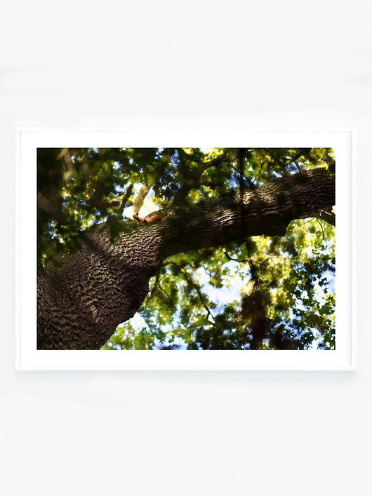 fotografia Wiewiórka