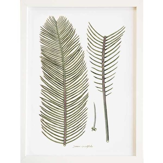 plakaty Plakat botaniczny vintage A3