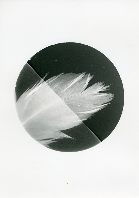 fotografia Pióro/pióro