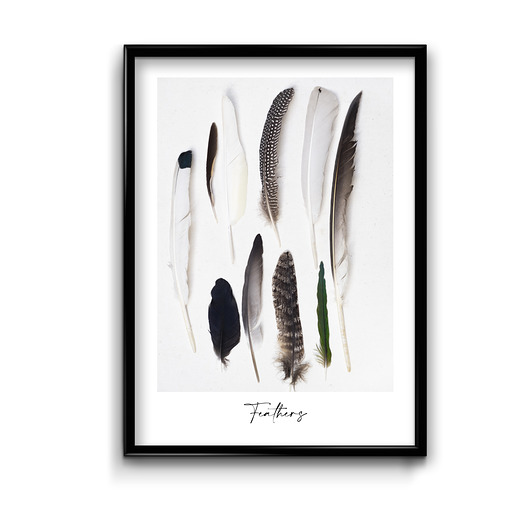 plakaty Plakat Feathers
