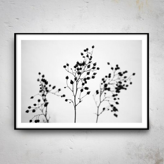 B&W  50x70 mucca by mua