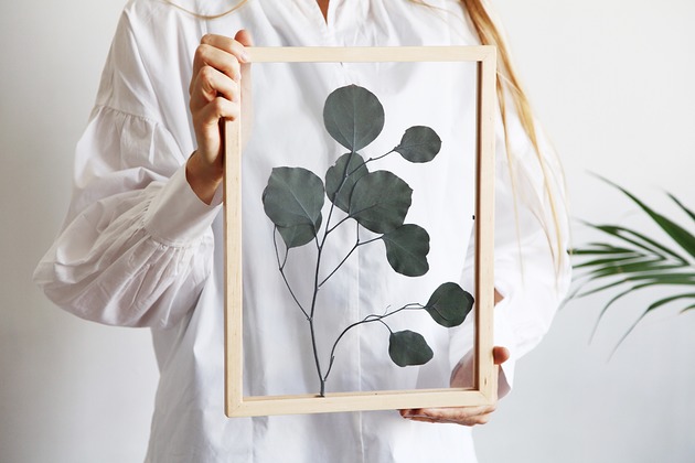 Żywy obraz Eucalyptus Populus Plantsonwall