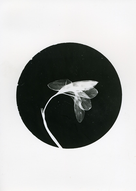 fotografia Krokus_1_