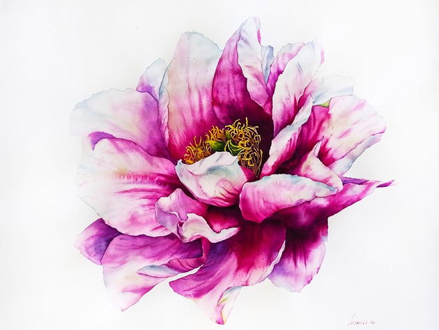 obrazy "Różowa piwonia" 56.5*76cm/ akwarela