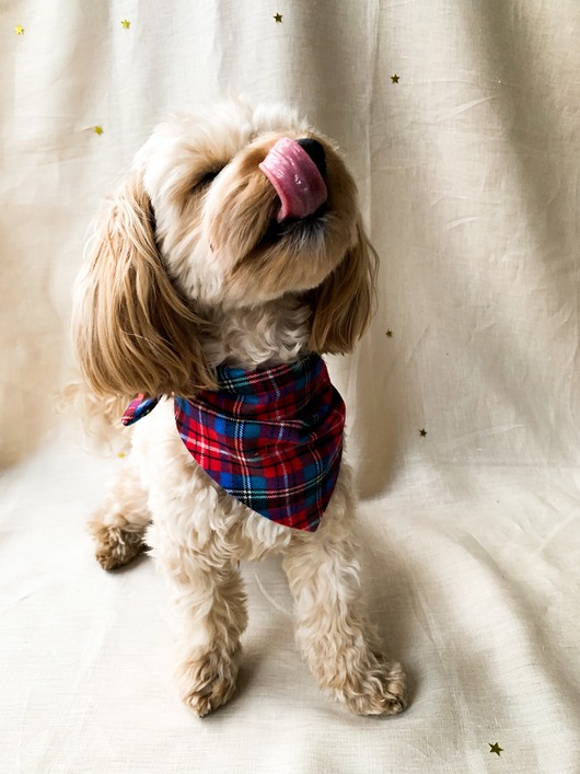ubranka dla zwierząt Zestaw DOGGO - bandana dla psa + scrunchie