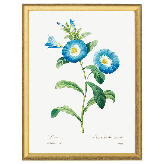 Botaniczne ilustracje - Powój trójbarwny White Rose Peonies 