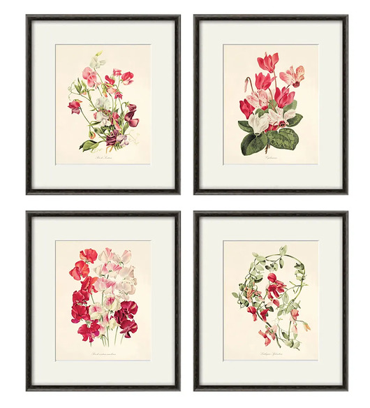 grafiki i ilustracje Zestaw Grafik Botanicznych Vintage