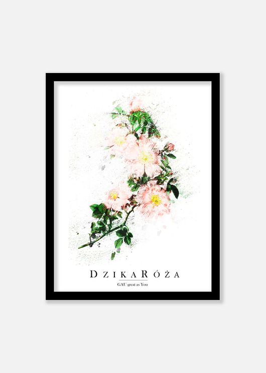DZIKA RÓŻA Plakat GAU Home