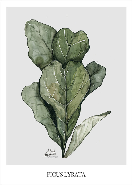 Plakat Wydruk Ficus Lyrata 40x50 cm Margo Hupert