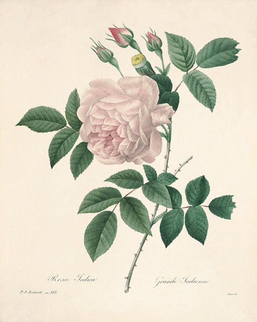 grafiki i ilustracje Róża stara Grafika  Rysunek kwiaty Ilustracja Druk Botaniczny prezent