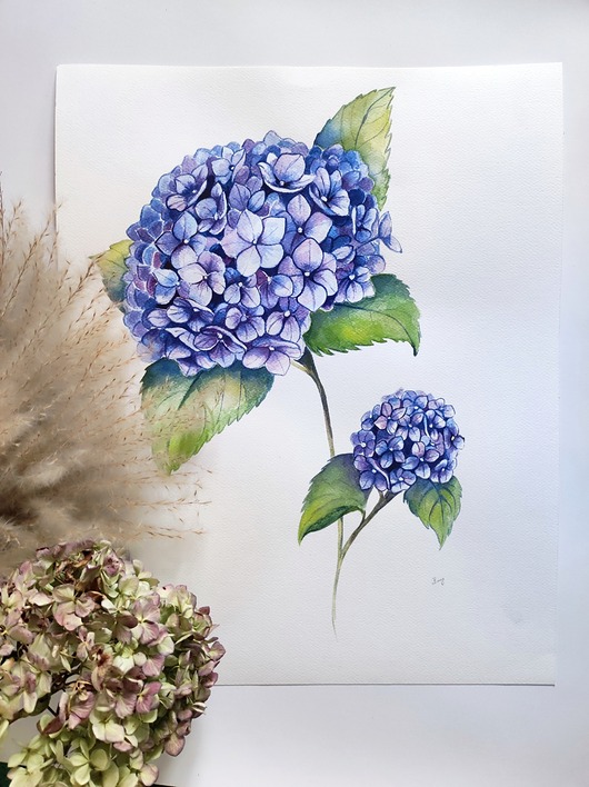 obrazy Akwarela hortensja