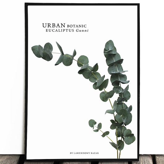 Botaniczny plakat EUKALIPTUS nowy format 50X70cm Lawendowy Bazar