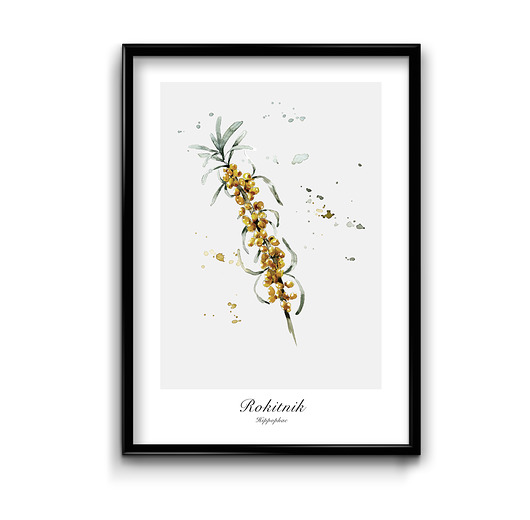 plakaty Plakat Rokitnik