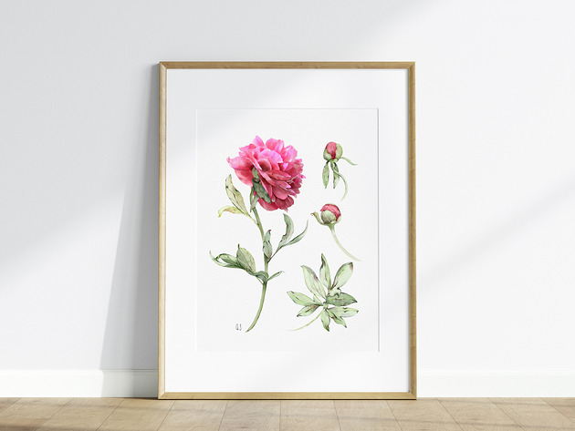 grafiki i ilustracje Piwonia, grafika, akwarela